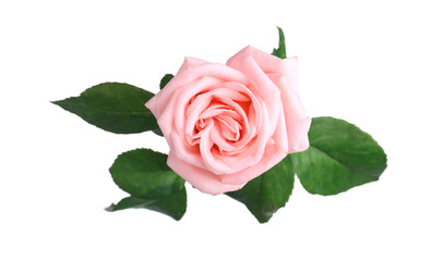 Blooming pink rose isolated on white. Beautiful flower