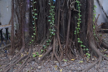 Big tree roots that vine in the wild forest