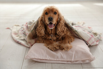 Cute English cocker spaniel dog with plaid and pillow on floor
