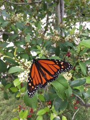 Monarch butterfly
