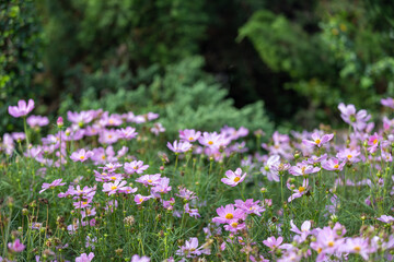 Closeup shot with selective focus of pink Cosmos flowers in a garden and bokeh background on a sunny day. Field of pink flowers with yellow stigma