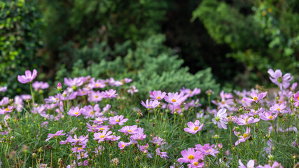 Fototapeta premium Closeup shot with selective focus of pink Cosmos flowers in a garden and bokeh background on a sunny day. Field of pink flowers with yellow stigma