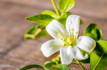 White Murraya Paniculata flower, commonly called Orange Jasmine, Mock Orange or Satinwood. It has five petals and fragrant.