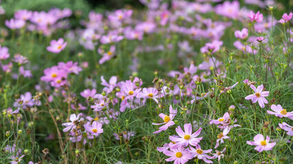 Closeup shot with selective focus of pink Cosmos flowers in a garden and bokeh background on a sunny day. Field of pink flowers with yellow stigma