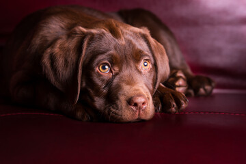Adorable image of a Chocolate Labrador Retriever Puppy