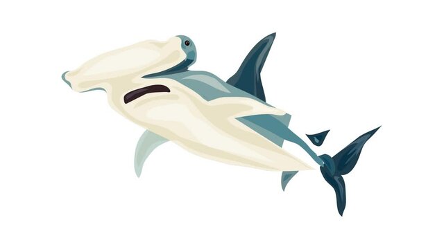 Hammerhead shark icon animation best on white background for any design