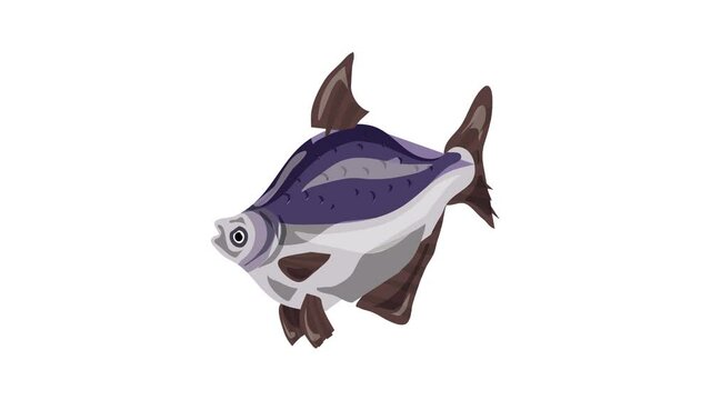 Bluegill fish icon animation best on white background for any design