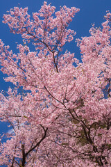 伊那市　高遠城址公園のさくら