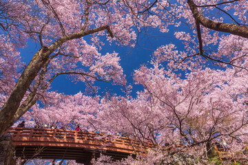 伊那市　高遠城址公園のさくら