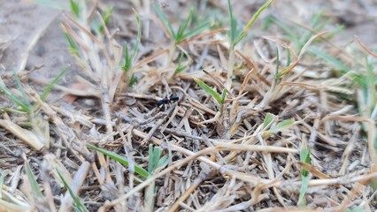 Ant in Grass