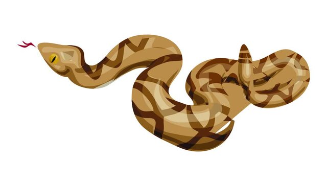 Rattlesnake icon animation best on white background for any design