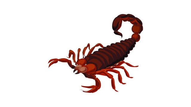 Scorpion icon animation best on white background for any design