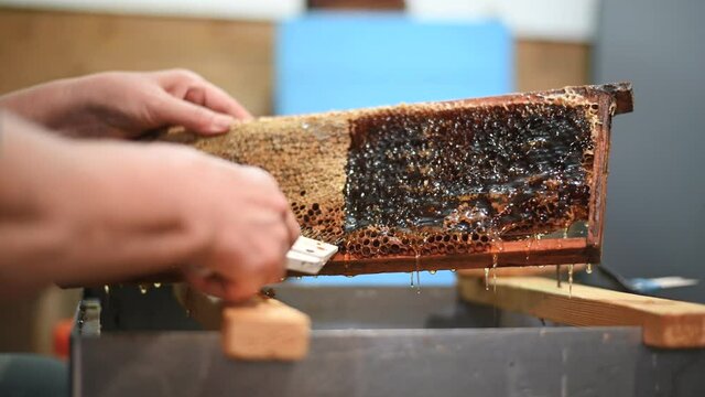 Beekeeper scraping off the wax caps on a hive frame from honey bees to exctract fresh honey.