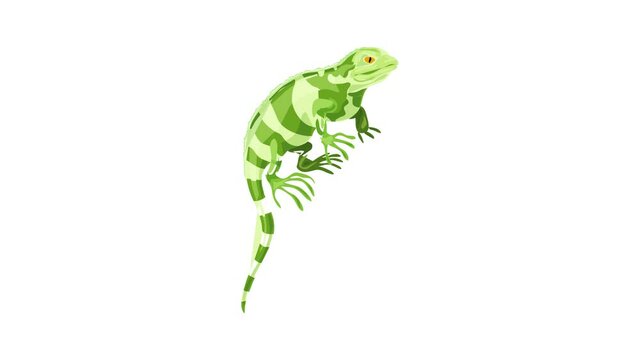Khameleon reptile icon animation best on white background for any design