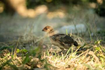 Chicks that feed on their own