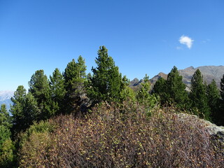 Zirbenweg am Patscherkofel oberhalb von Innsbruck Sistrans Lans Patsch gegenüber dem Karwendel Gebirge