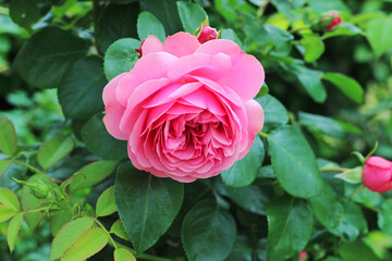 Pink rose with green leaves