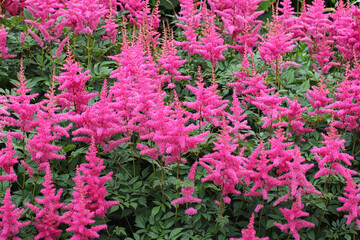 bright pink astilba flower bed