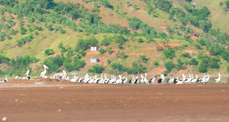 flock of migrant birds at Tacitolu lake, Dili Timor Leste