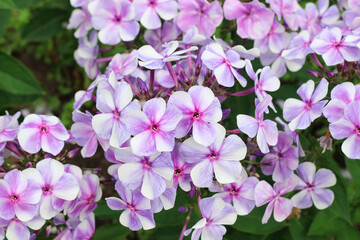 pink phlox flower large