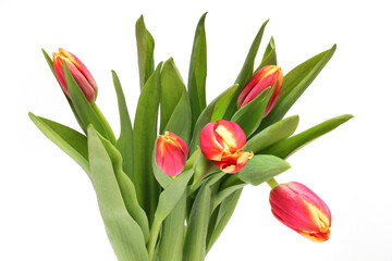 bouquet of tulips on a white background