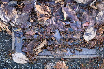 Storm drain covered in dead leaves, not ready for winter storms, residential street
