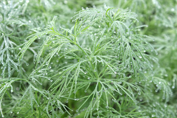 green grass leaves in water droplets