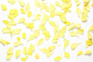 Background of yellow petals on white