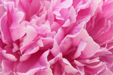 pink background peony petals