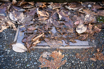 Storm drain covered in dead leaves, not ready for winter storms, residential street
