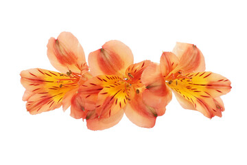 Obraz na płótnie Canvas alstroemeria flower isolated from background