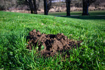Damage done by pests, dirt mole hill in lush green lawn of a park
