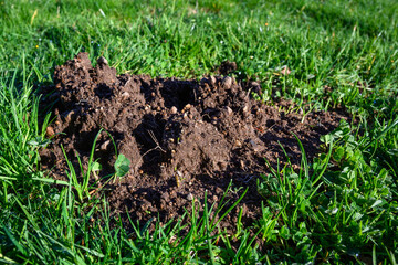 Damage done by pests, dirt mole hill in lush green lawn of a park
