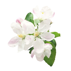Fototapeta na wymiar apple blossom on white background