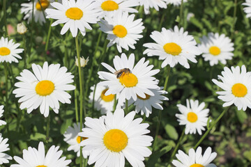 Fototapeta premium chamomile flower in the garden in summer