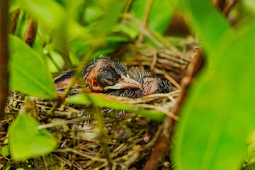 black chick waiting for mother	