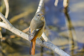 ジョウビタキ（メス）