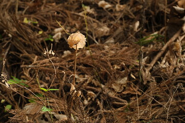 冬枯れの野。brown dry leaves scattered on ground