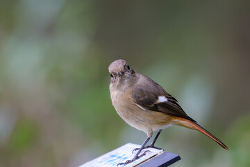 ジョウビタキ（メス）
