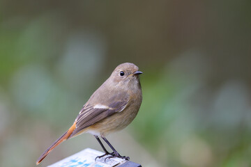 ジョウビタキ（メス）