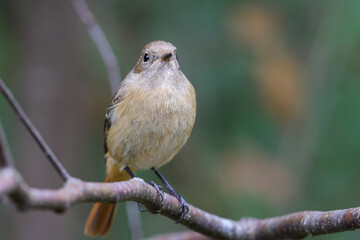 ジョウビタキ（メス）