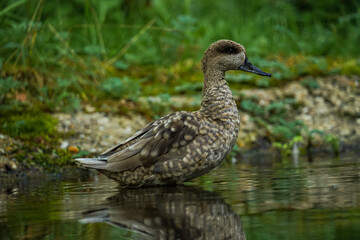 Obraz premium duck standing in the water