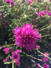 Obraz premium Pink Flower