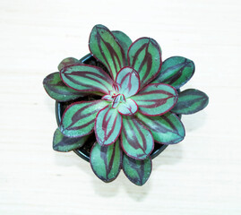 Echeveria nodulosa, a green Mexican succulent with magenta stripes.