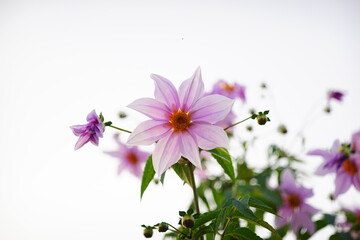皇帝ダリアのピンク色の花と白い背景
