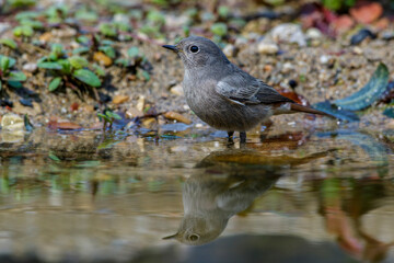 Hausrotschwanz (Phoenicurus ochruros)