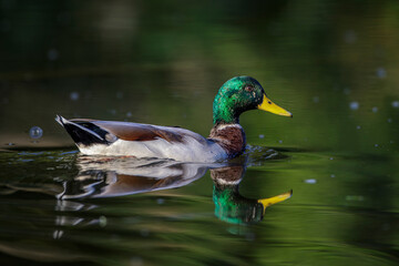 Stockente (Anas platyrhynchos) Erpel im Schlichtgefieder
