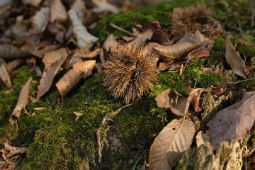 秋山の実り。栗と苔。Chestnut on the stump in The Forest, autumn time Japan 