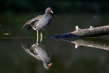 Teichhuhn (Gallinula chloropus)
