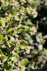 Tan dormant flower buds of Bittersweet Sumac, Rhus Integrifolia, Anacardiaceae, native gynodioecious perennial evergreen woody shrub in Ballona Freshwater Marsh, Southern California Coast, Summer.